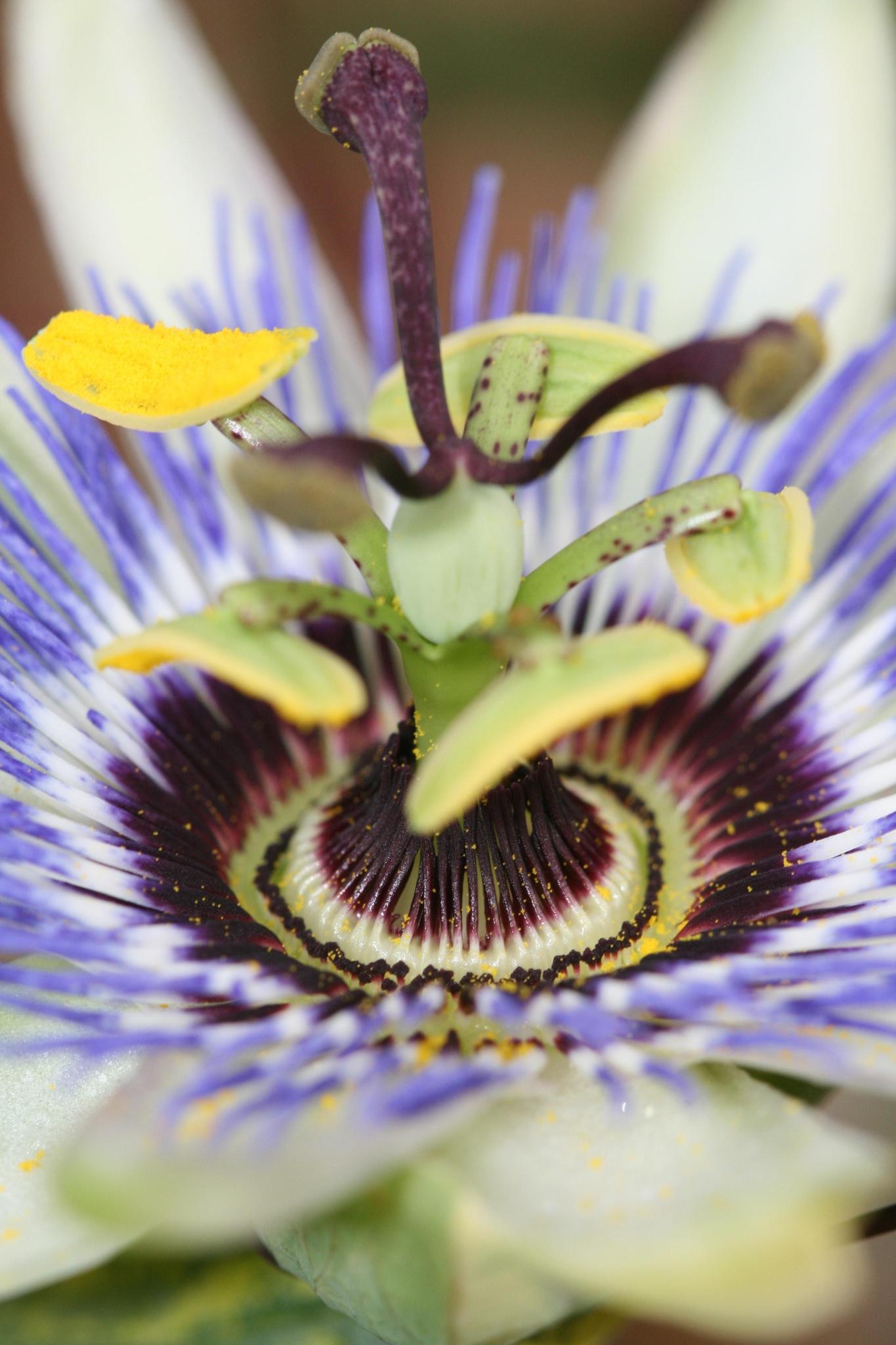 Passiflora Blauw caerulea - Ø15cm - ↕65cm