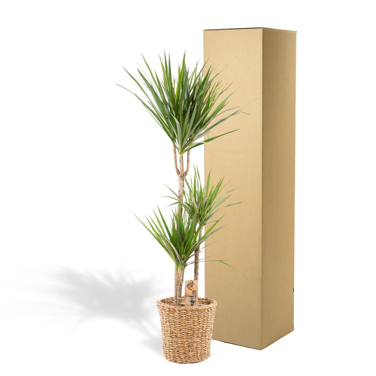 Dracaena Marginata met mand of pot - 120cm - Ø21cm | Dracaena