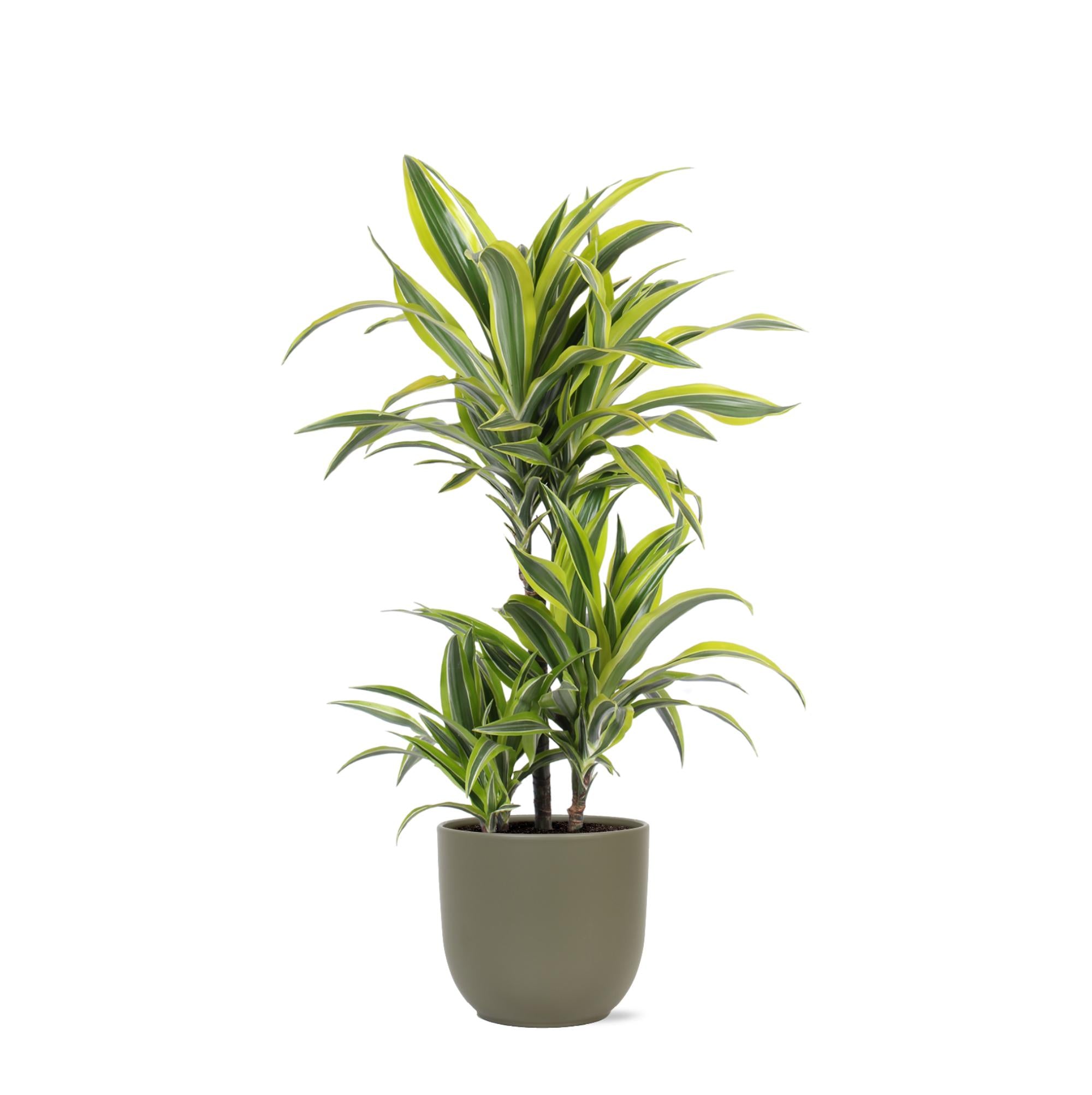 Dracaena Lemon Lime - 65cm - Ø21cm - in Boule pot | Dracaena - Kamerplanten