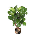 Ficus Lyrata (vertakt) - 130 cm - Ø27 cm - in Albury mand | Ficus - Kamerplanten