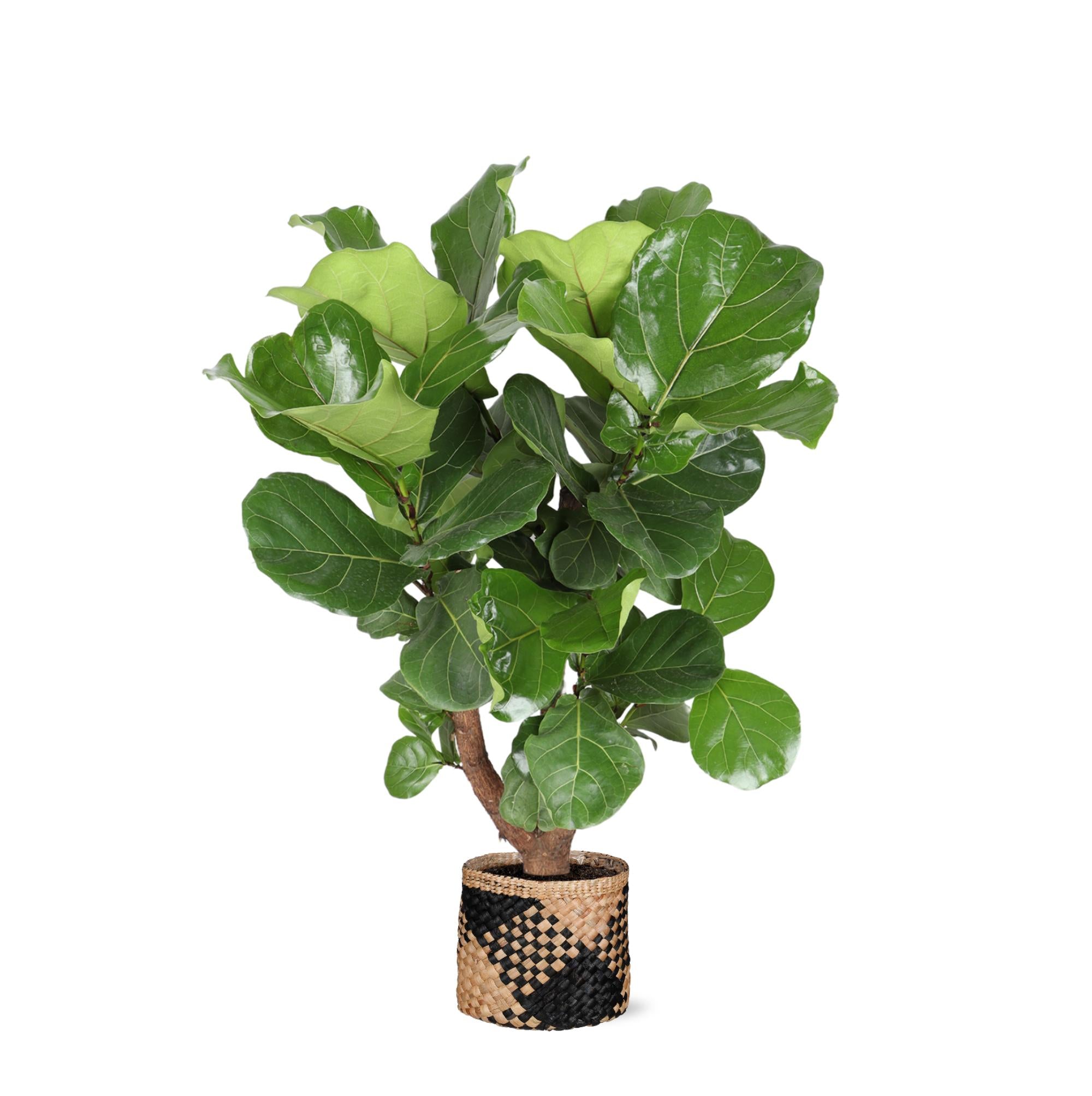 Ficus Lyrata (vertakt) - 130 cm - Ø27 cm - in Albury mand | Ficus - Kamerplanten