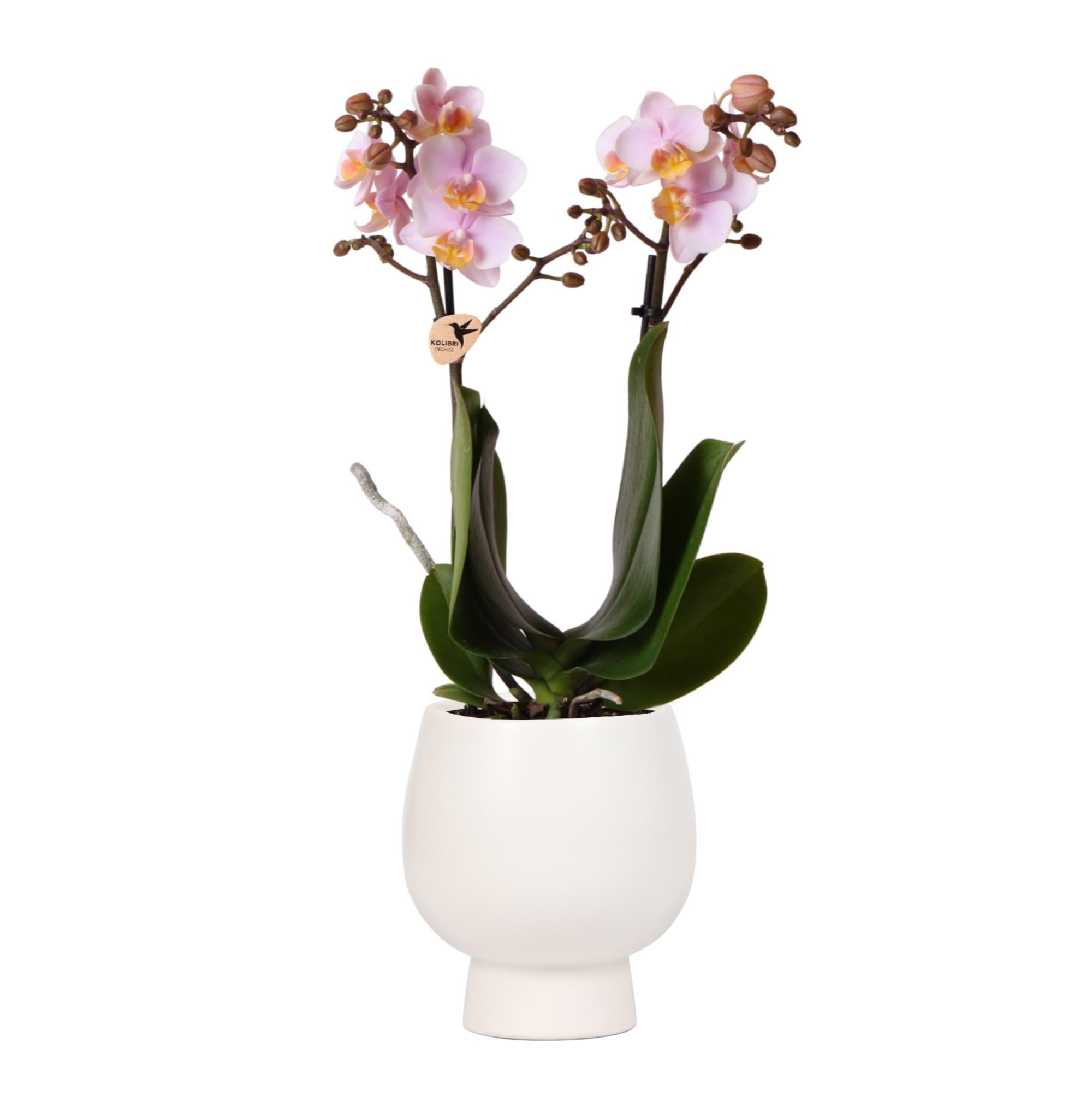 Orchidee | Roze Phalaenopsis orchidee – Andorra + Scandic sierpot wit – potmaat Ø9cm