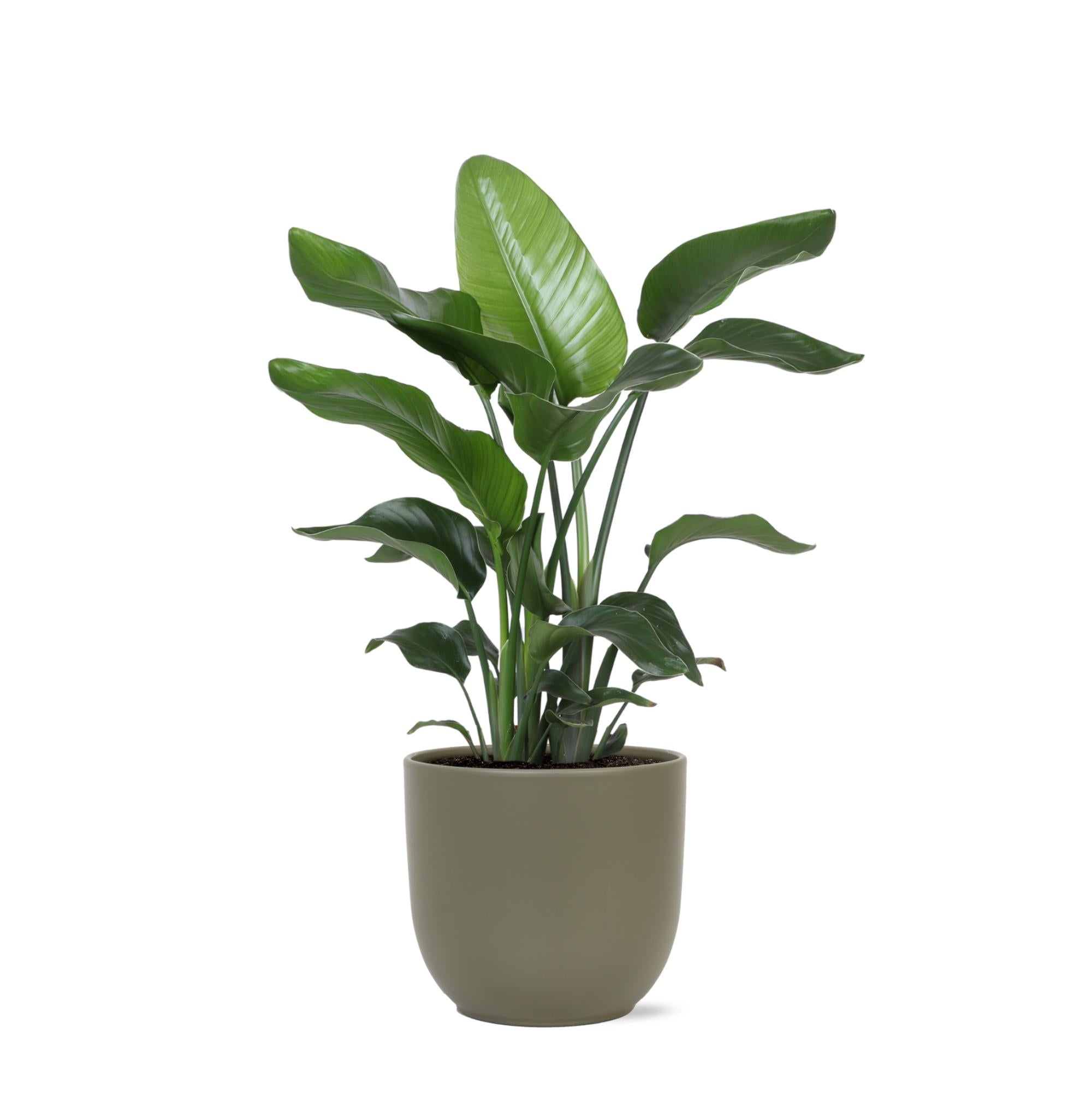 Strelitzia Nicolai - 80 cm - Ø21 cm - in Boule pot | Kamerplanten