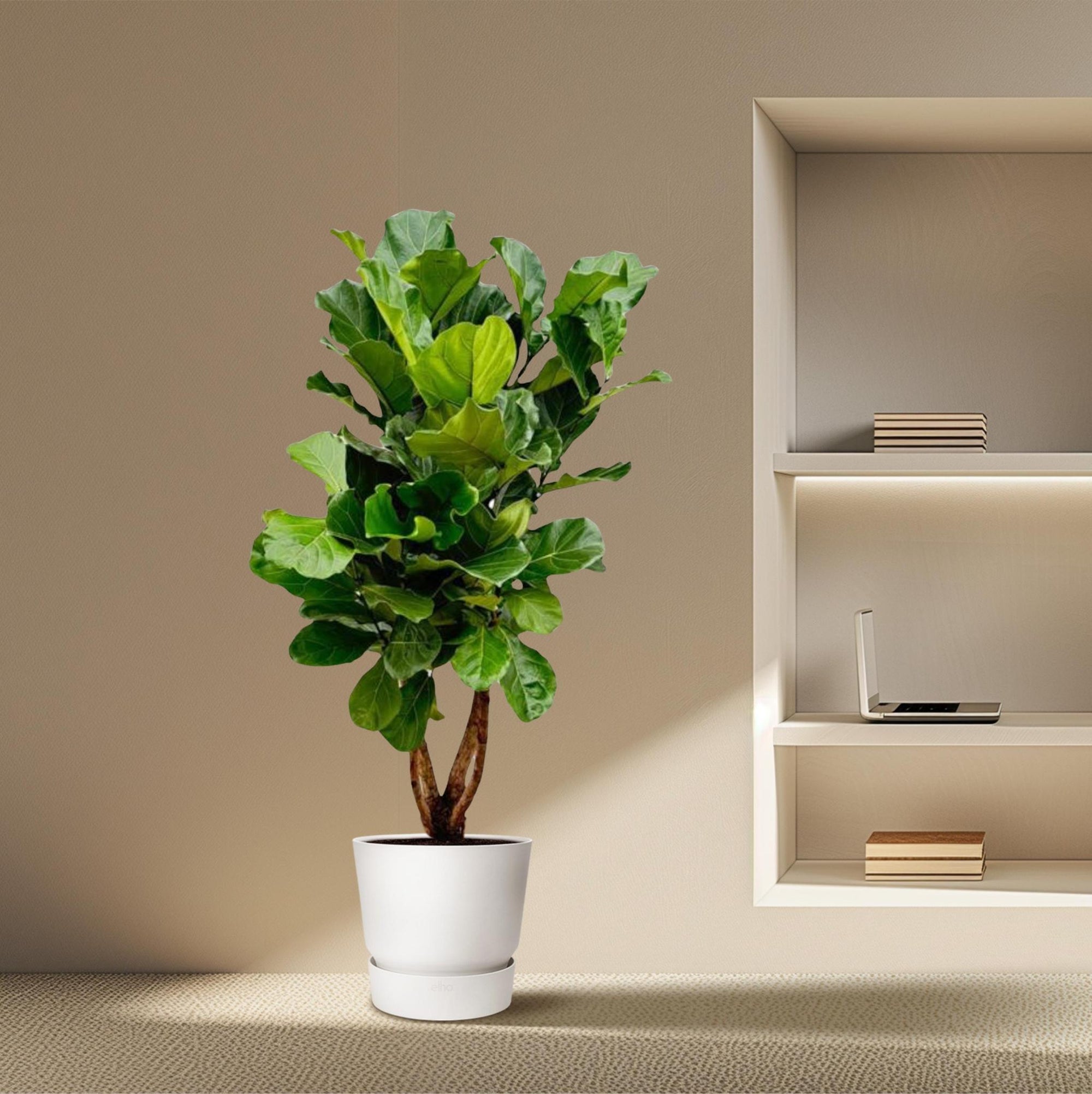 Ficus Lyrata vertakt XL - 200 cm - ø32 cm | Grote Kamerplanten