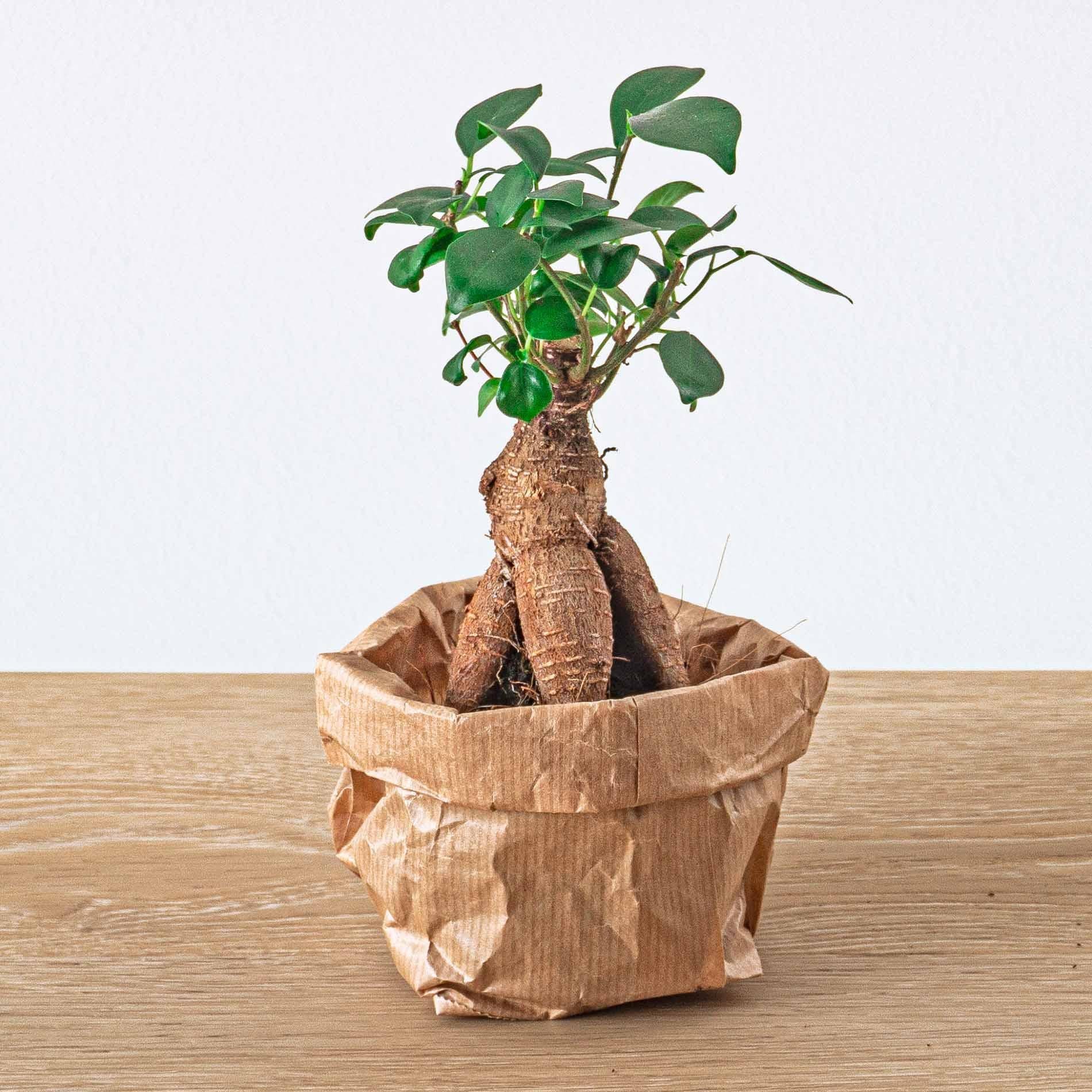 Planten Terrarium Pakket - Ficus Ginseng Bonsai | DIY Startpakket