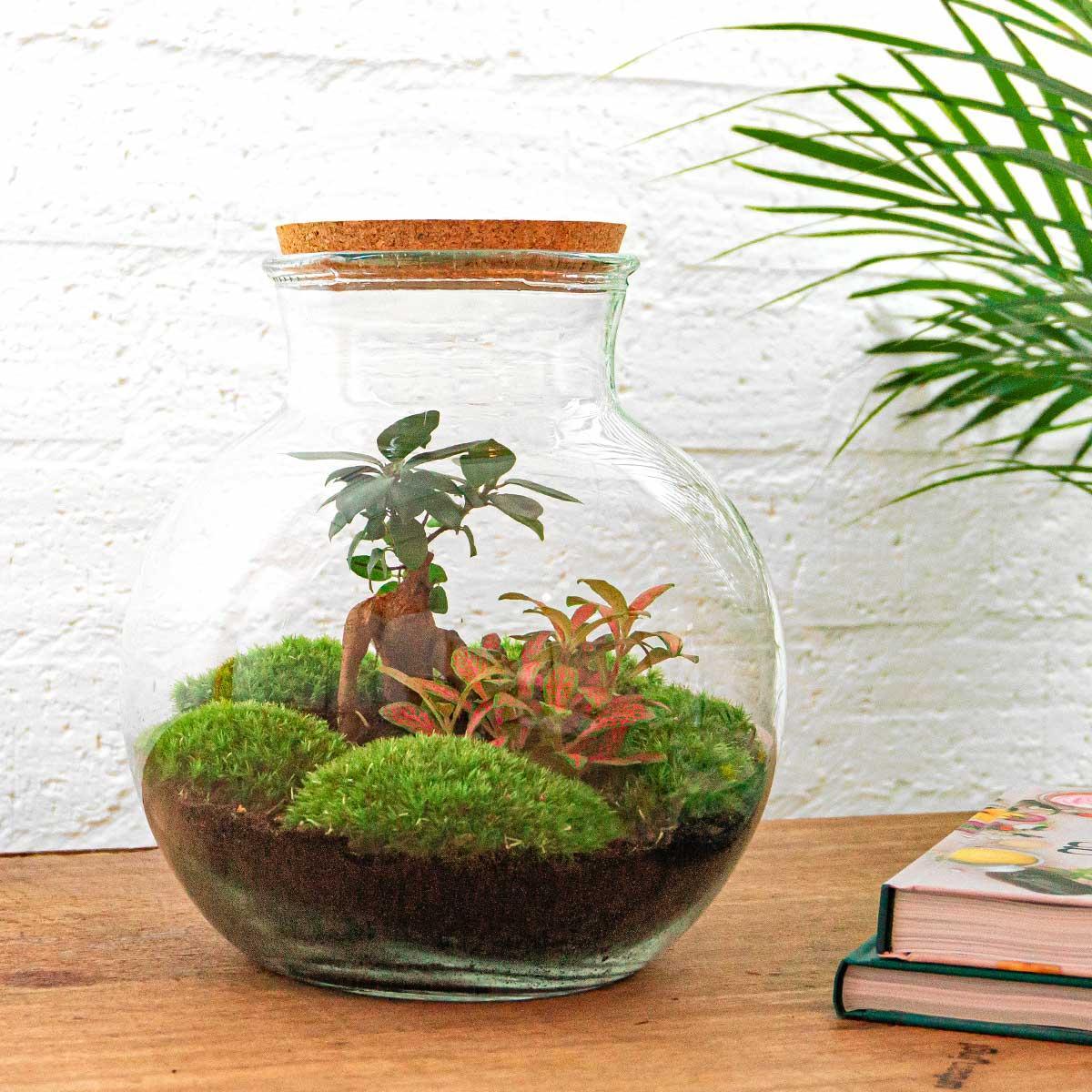 DIY terrarium - Teddy bonsai - ↕ 26,5 cm - Rake + Shovel + Tweezer + Scissors