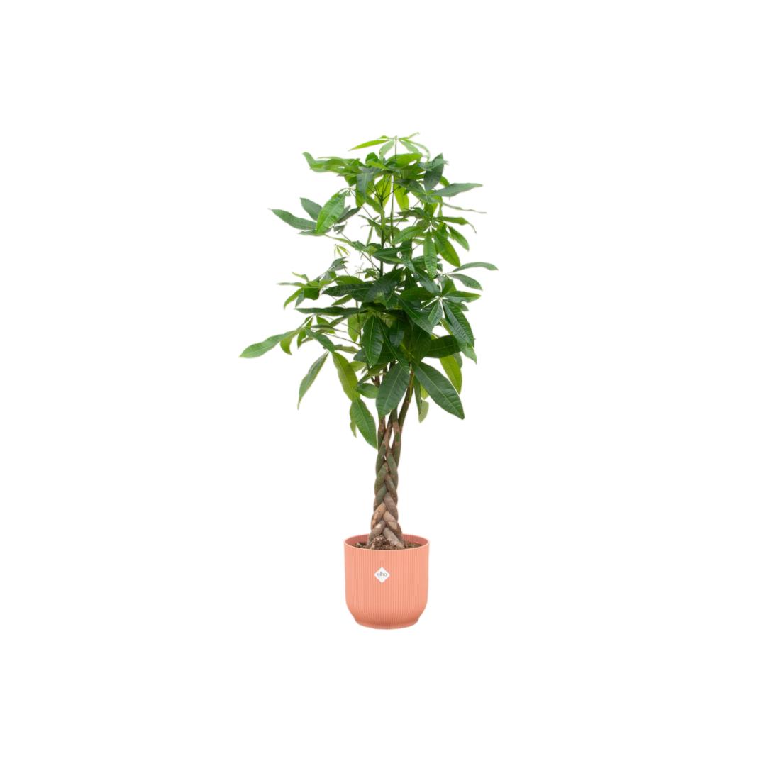 Combi deal - Pachira Aquatica - 160 cm - Ø30 - in Elho Vibes Fold Round | Kamerplant