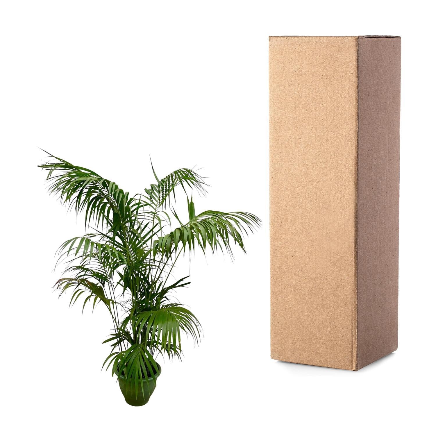 Kentia Palm XXL - 260 cm - ø35 cm | Grote Kamerplanten