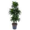 Dracaena Dorado Carrousel - 140 cm - ø31 cm | Dracaena - Kamerplant