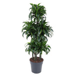 Dracaena Dorado Carrousel - 140 cm - ø31 cm | Dracaena - Kamerplant