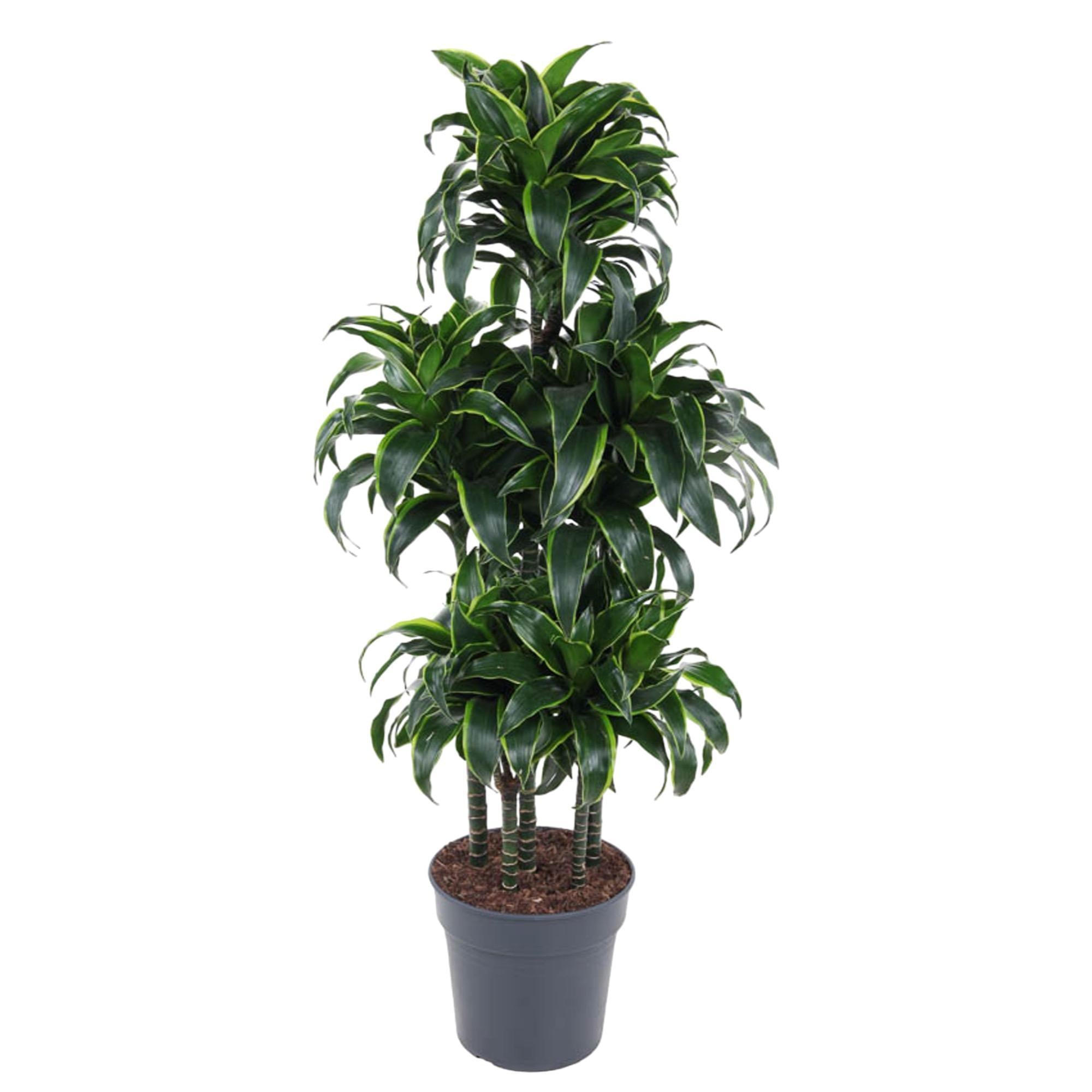 Dracaena Dorado Carrousel - 140 cm - ø31 cm | Dracaena - Kamerplant