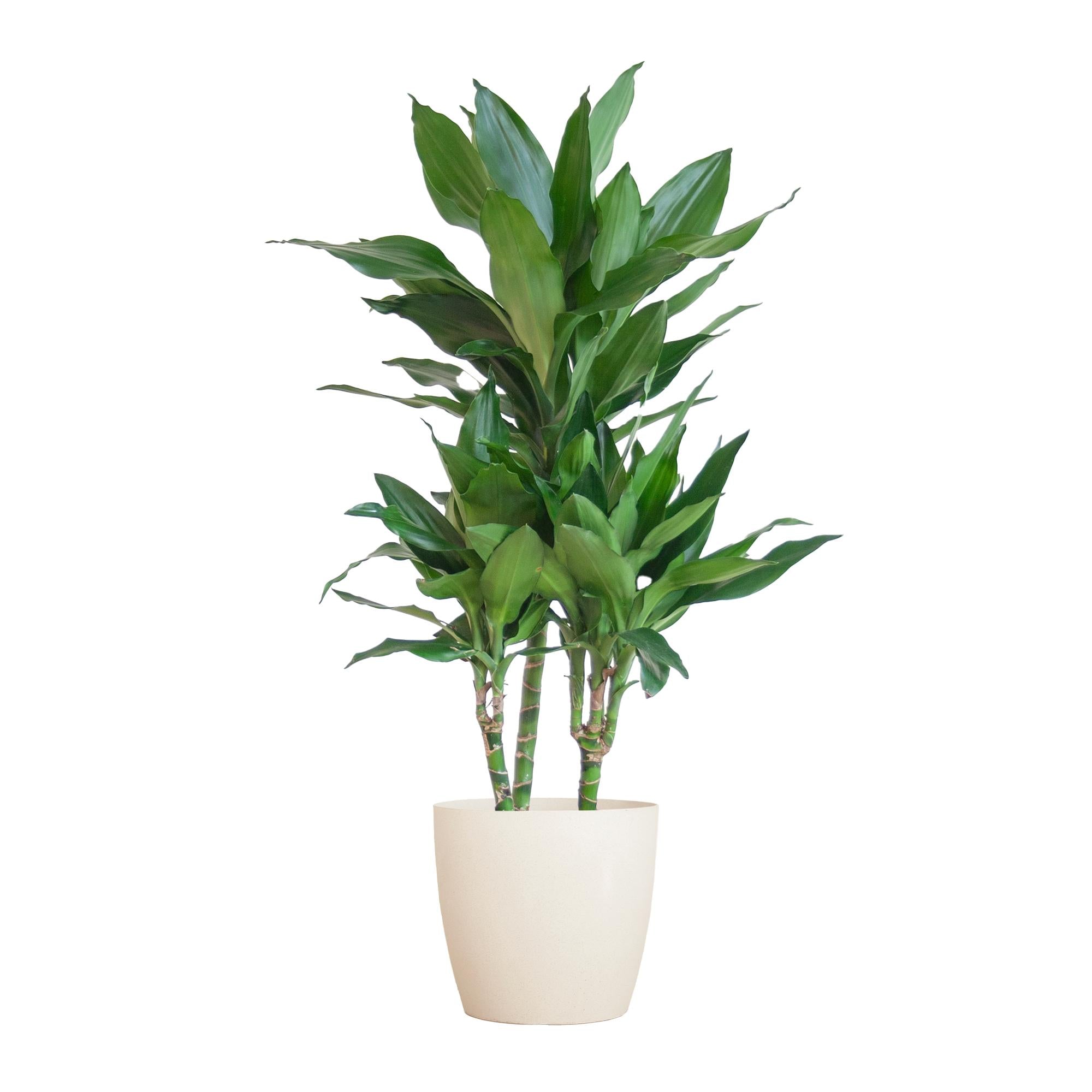 Dracaena Janet Lindt - 95 cm - Ø21 cm met Viber pot | Dracaena