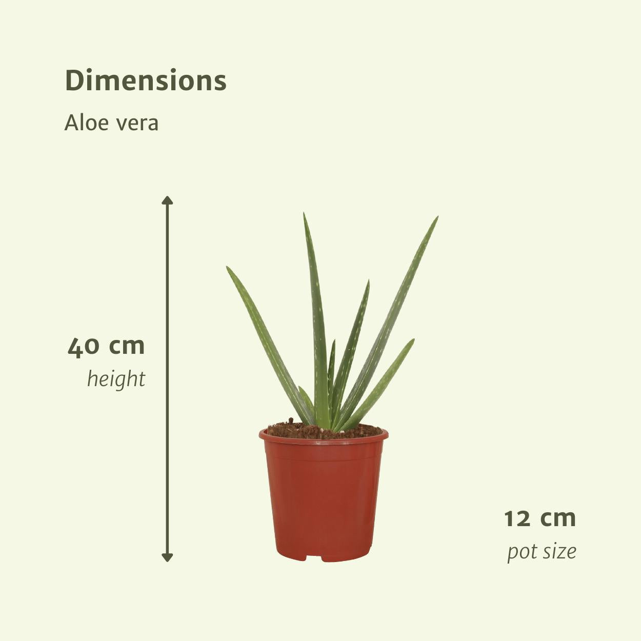 Aloe vera - 2x - Succulent - 40cm - ø12 cm | Vetplant