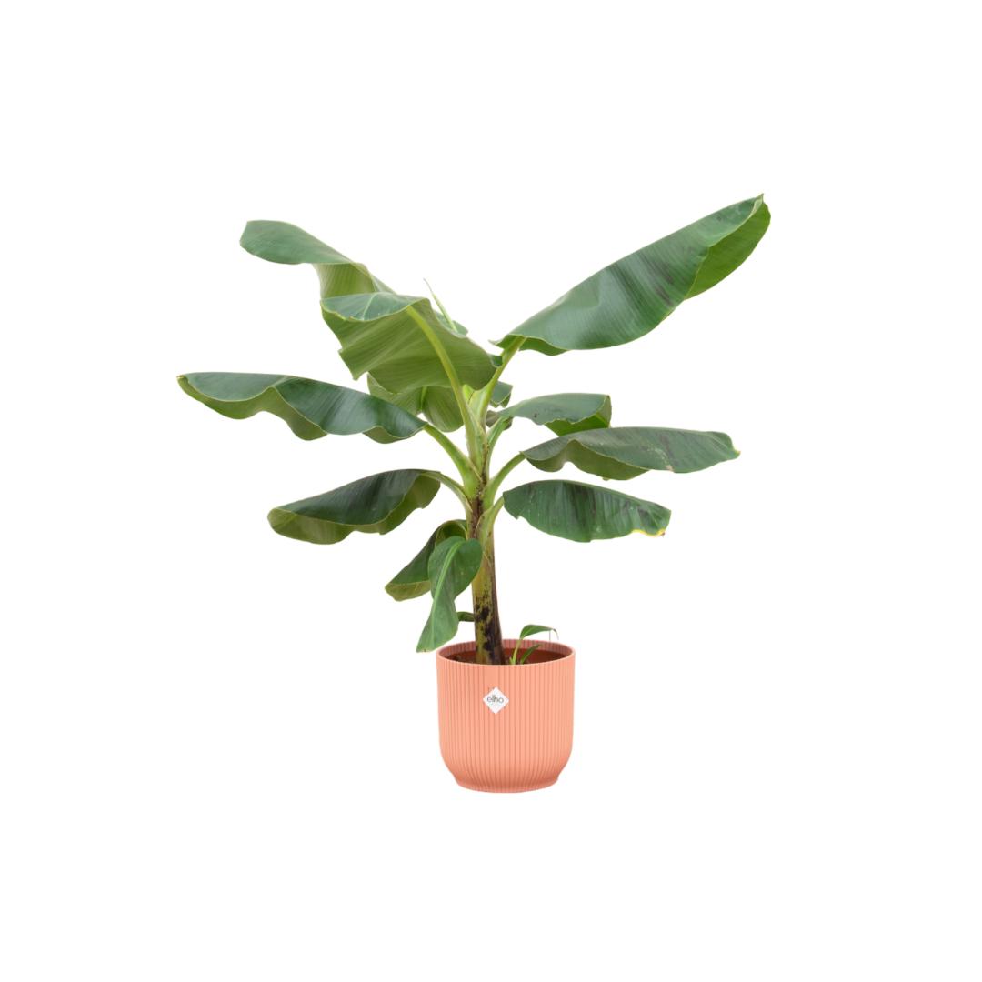 Combi deal - Bananenplant - 100 cm - Ø22 cm in Elho Vibes Fold Round | Musa