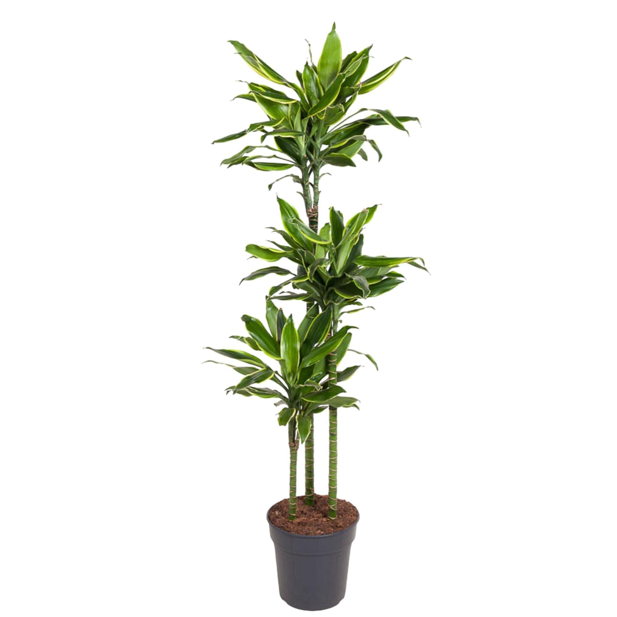 Dracaena Golden Coast - 160 cm - Ø24 cm | Dracaena - Kamerplanten