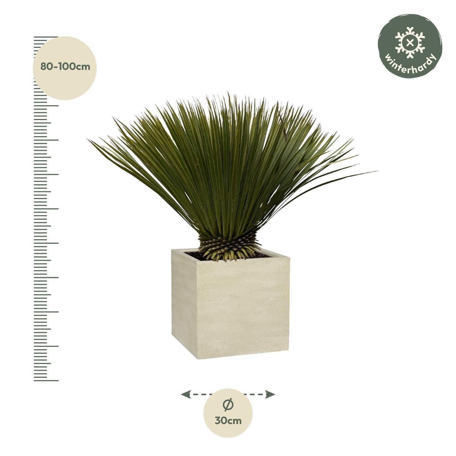 Yucca Rostrata - 80 cm- Ø27 cm | Blue Beaked Yucca