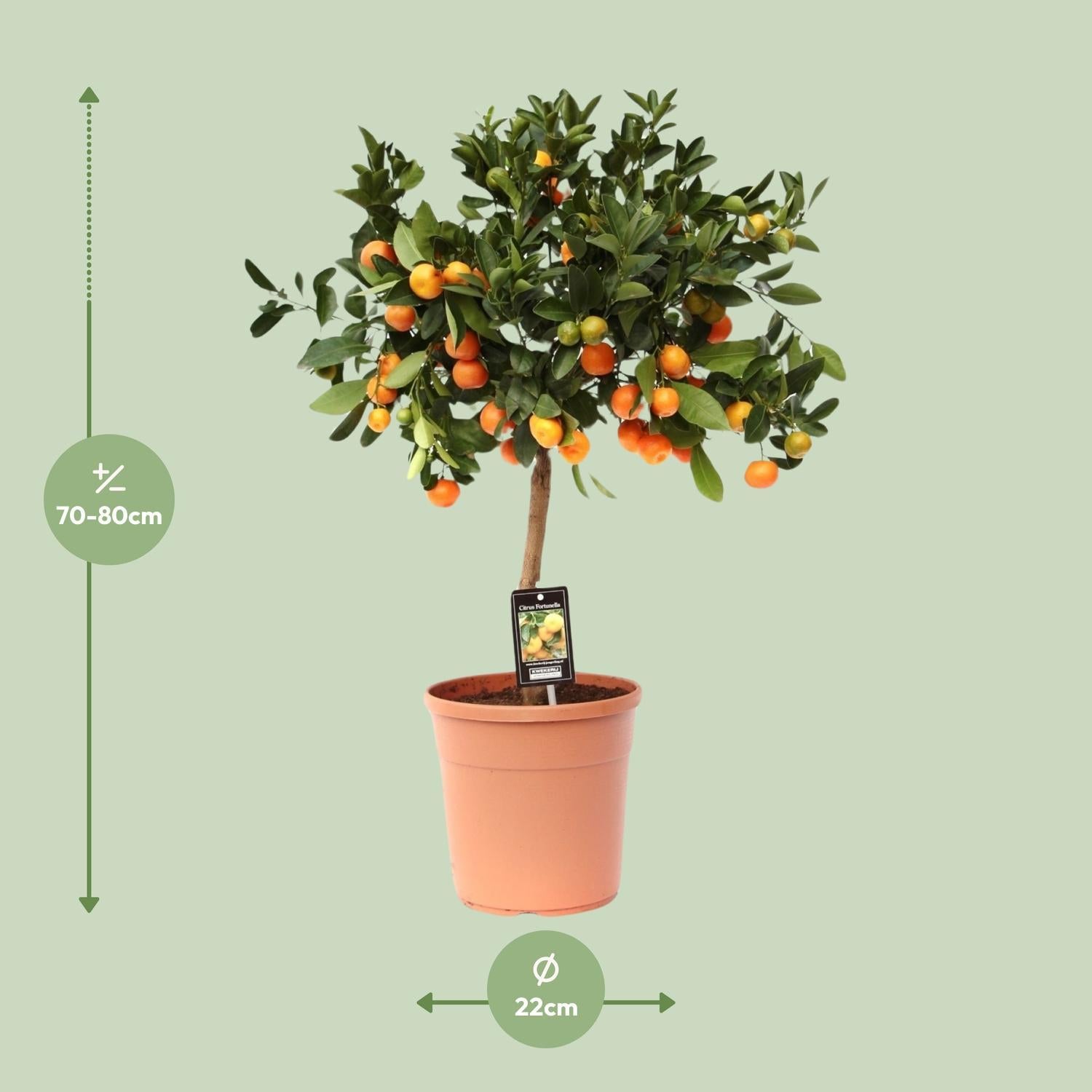 Citrus Calamondin - 80cm - Ø22cm - Bittere kamer-sinaasappel