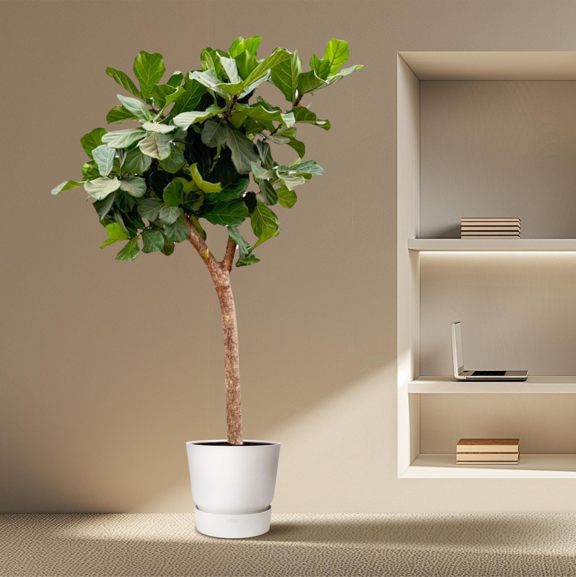 Ficus Lyrata boom - Vioolbladplant - 230 cm | Grote Kamerplant