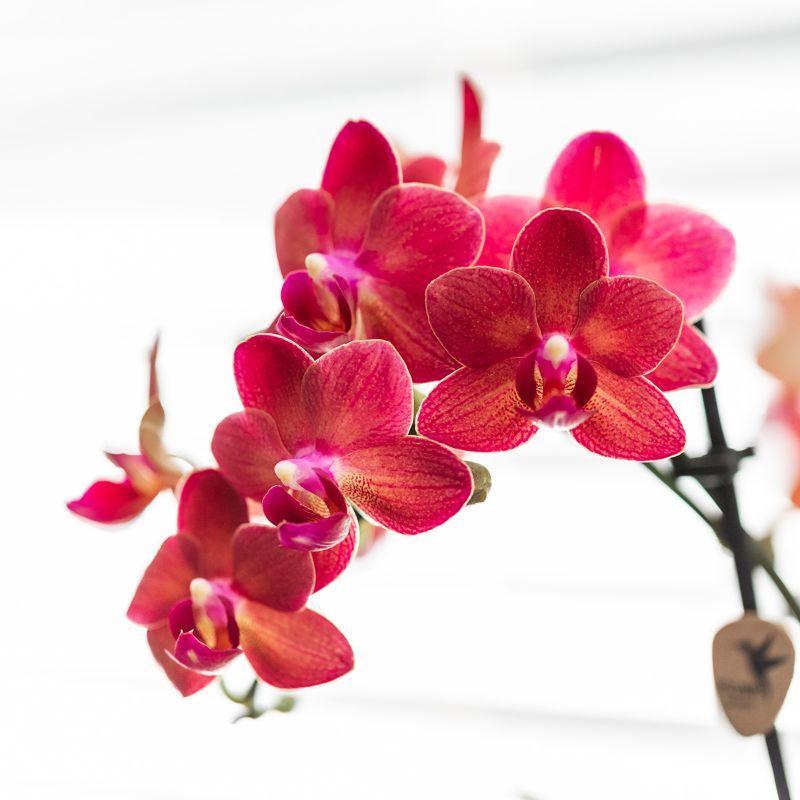 Orchidee | Rode Phalaenopsis orchidee - Congo + Diabolo travertine - potmaat Ø9cm