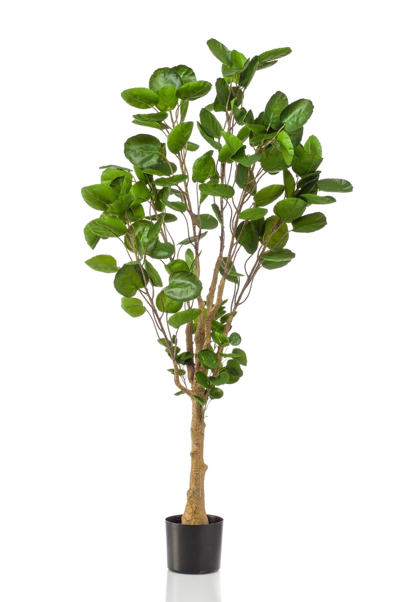 Kunstplant - Polyscias - Aralia - 150 cm - Een natuurlijke aanwinst