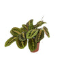 Maranta Fascinator (Pijlwortel) - 20cm - Ø12cm | Prayer Plant