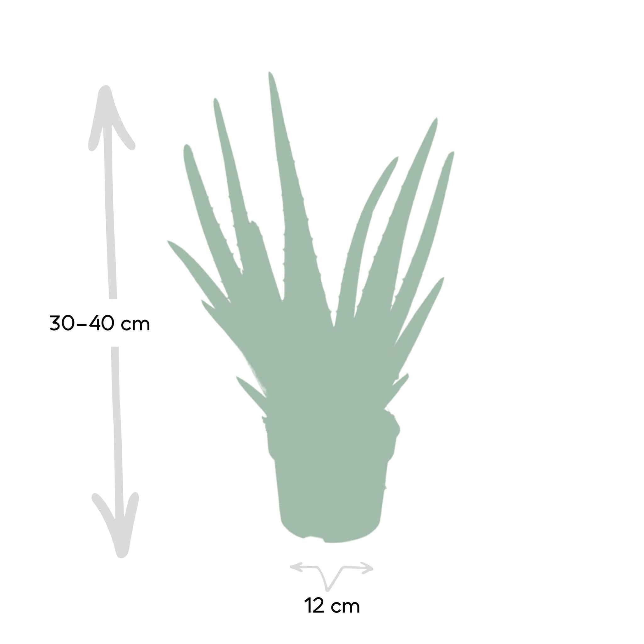 Aloë Vera - 40cm - Ø12 cm | Vetplant