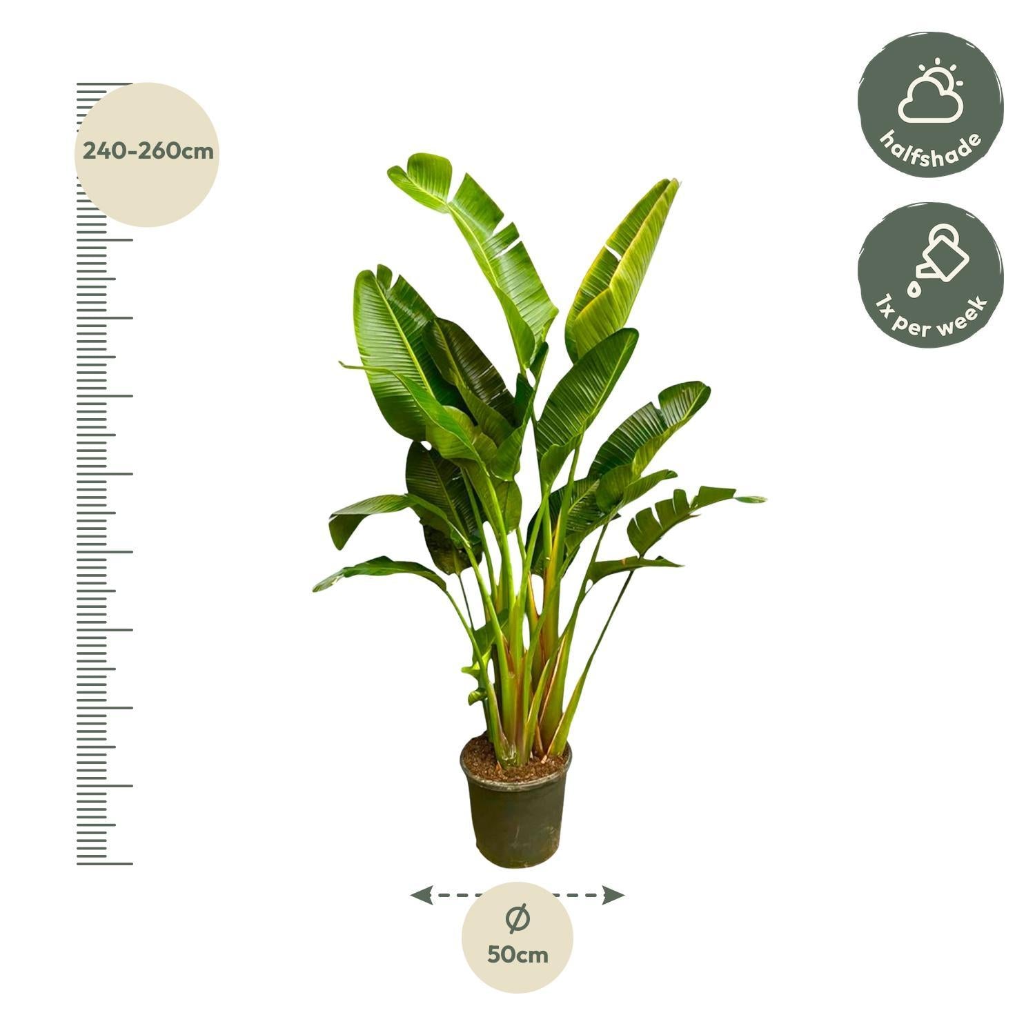 Strelitzia Augusta Multi Stam XXL - 250 cm - ø50 cm - Grote kamerplant