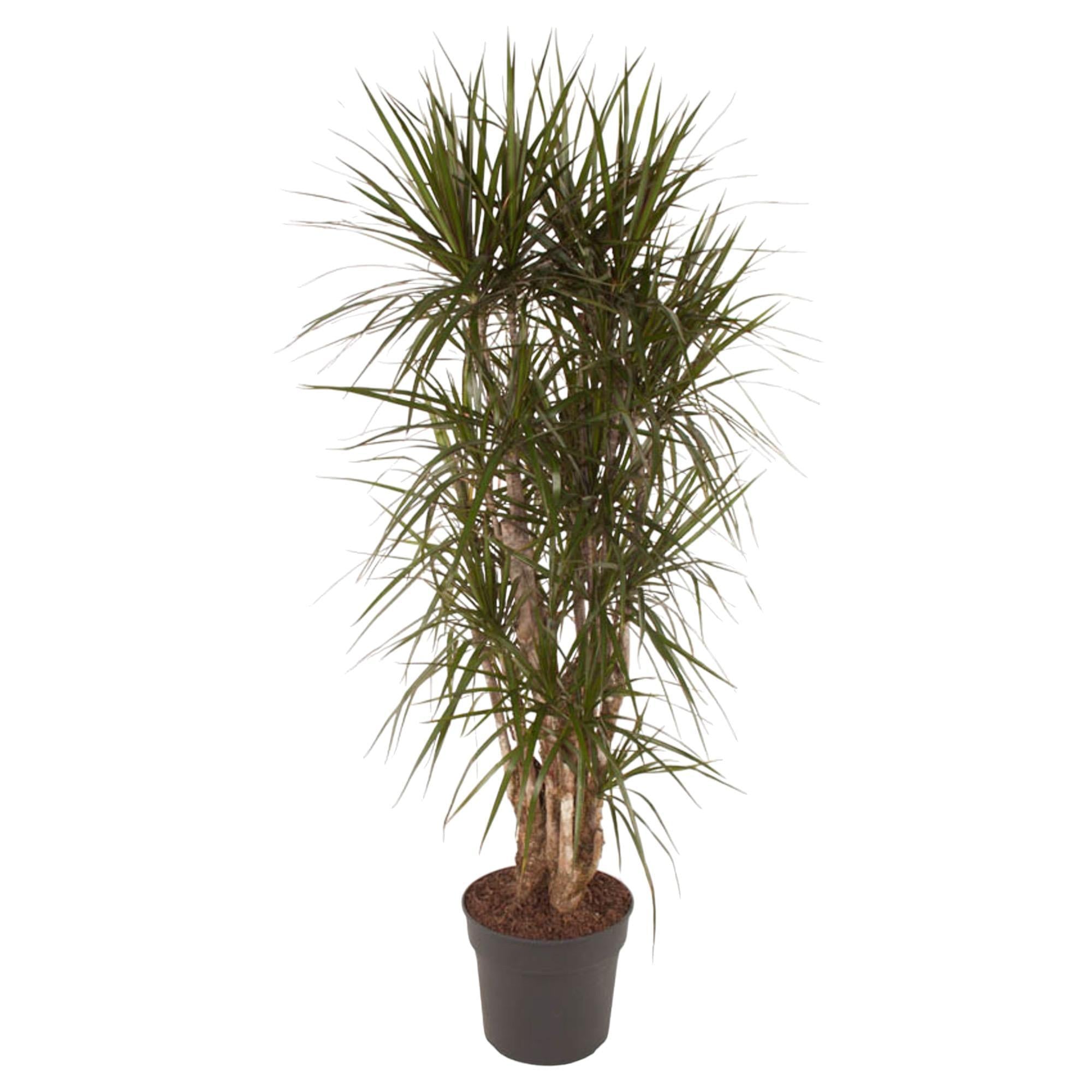 Dracaena Marginata vertakt - 140 cm of 160 cm - ø34 cm | Dracaena - Kamerplanten