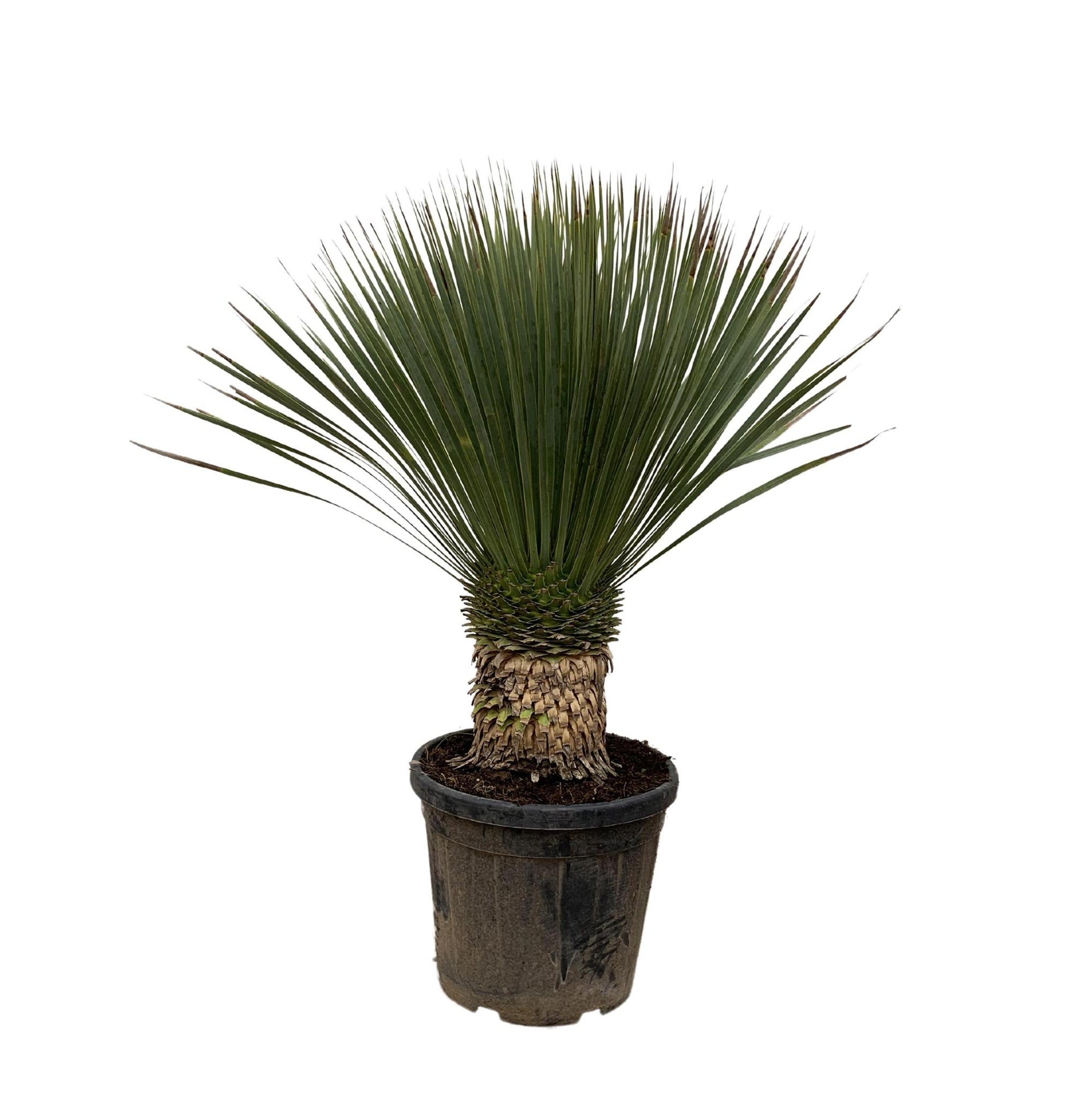 Yucca Rostrata - 110 cm- Ø35 cm | Blue Beaked Yucca