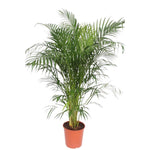 Areca Palm - (Dypsis Lutescens) - 150 cm - ø30 cm | Palm