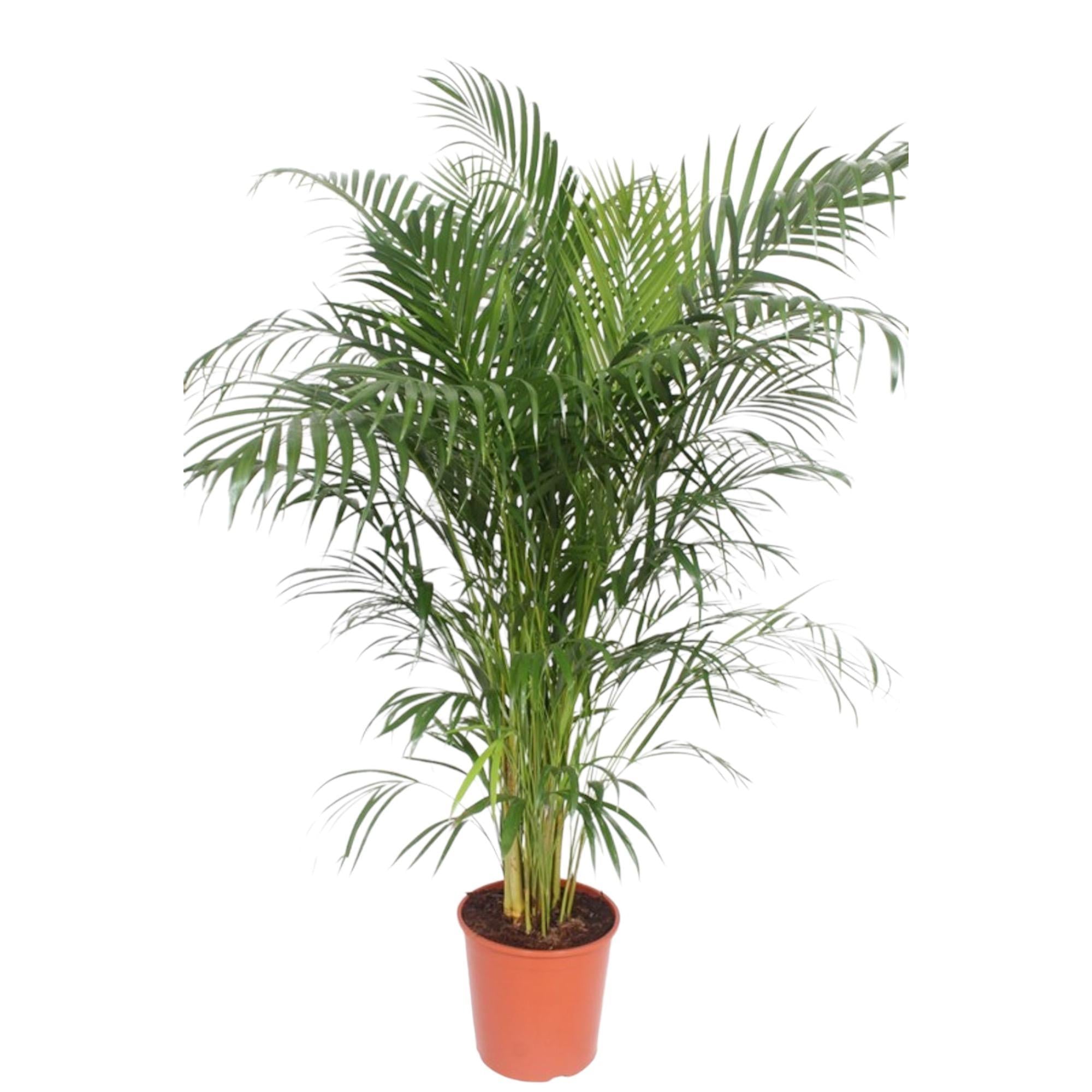 Areca Palm - (Dypsis Lutescens) - 150 cm - ø30 cm | Palm