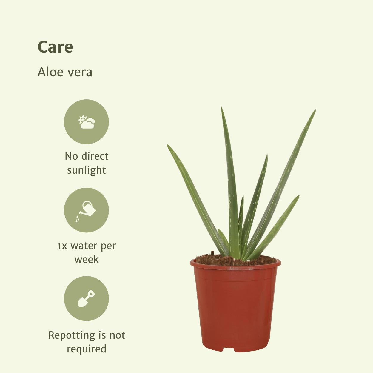 Aloe vera - 2x - Succulent - 40cm - ø12 cm | Vetplant