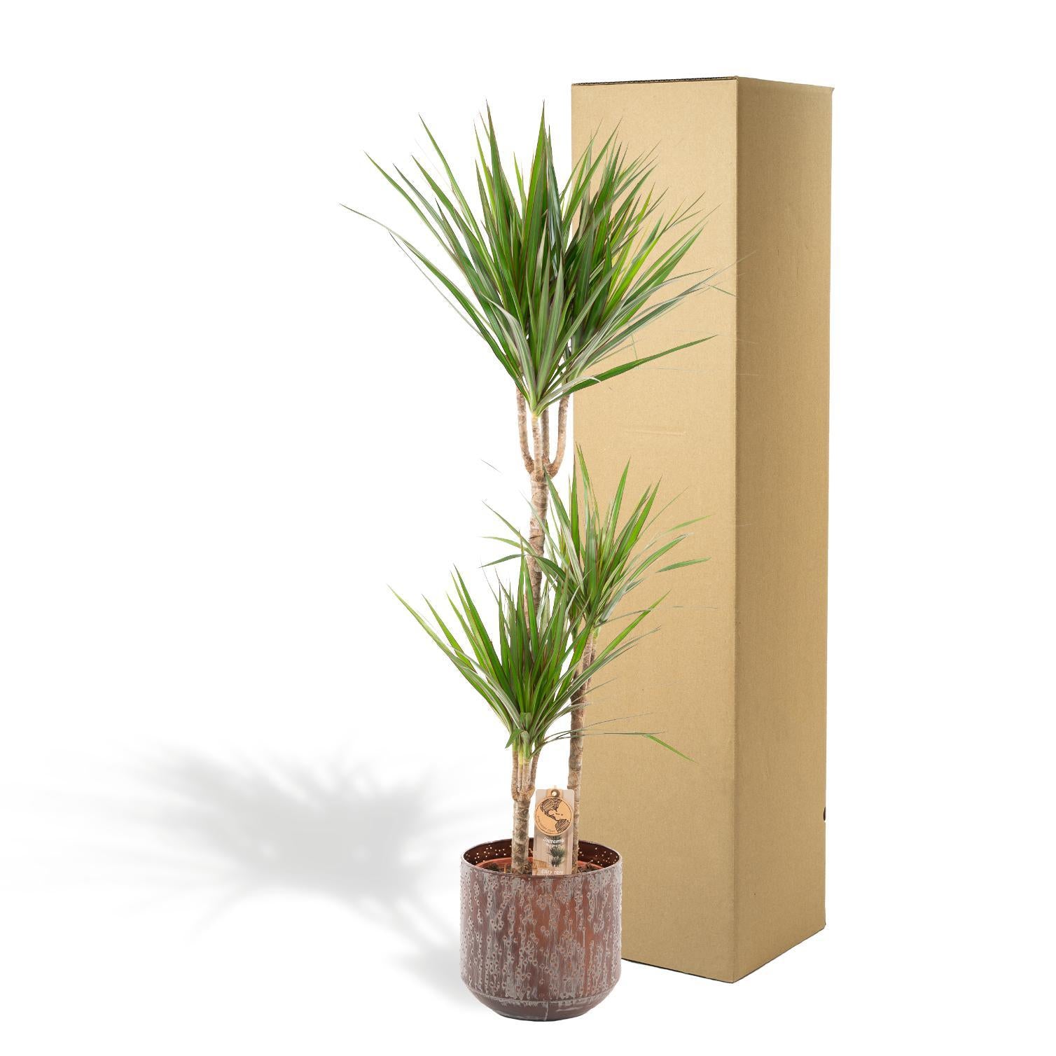 Dracaena Marginata met pot - 120 cm - Ø21 cm  | Dracaena - Kamerplanten