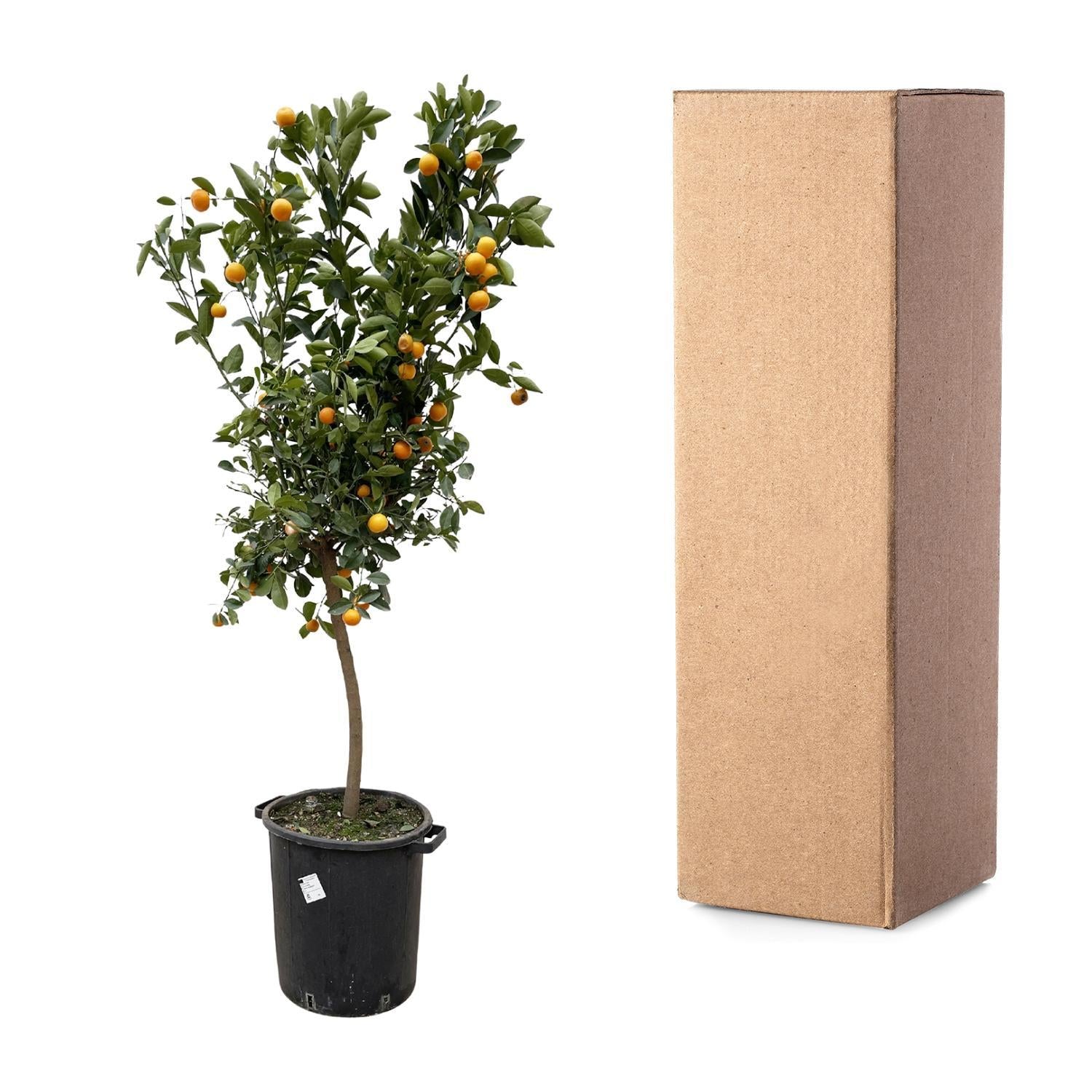 Citrus Calamondin - Bittere kamer-Sinaasappel - 200 cm - ø40