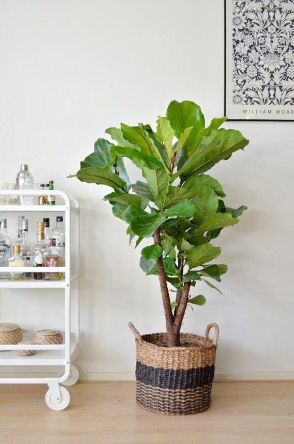 Ficus Lyrata (vertakt) - 140 cm - Ø27 cm | Ficus - Kamerplanten