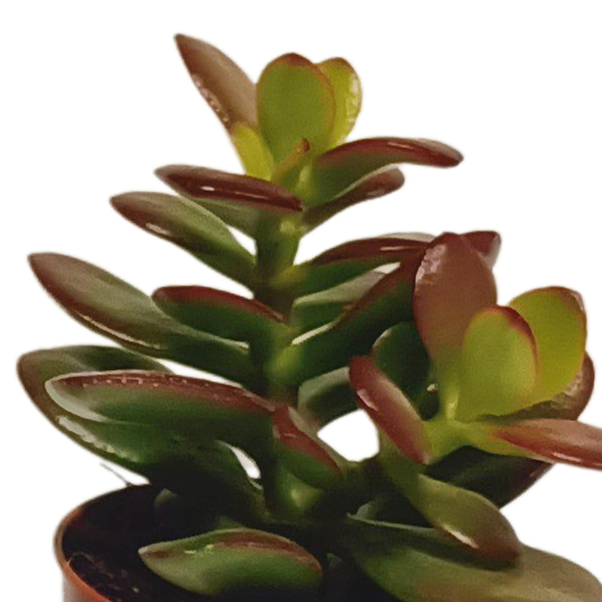 Vetplanten mix - 10x - 8 cm - Ø5.5 cm - zonder pot | Succulent