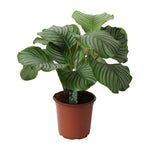 Calathea Orbifolia - 50cm - Ø21cm | Calathea