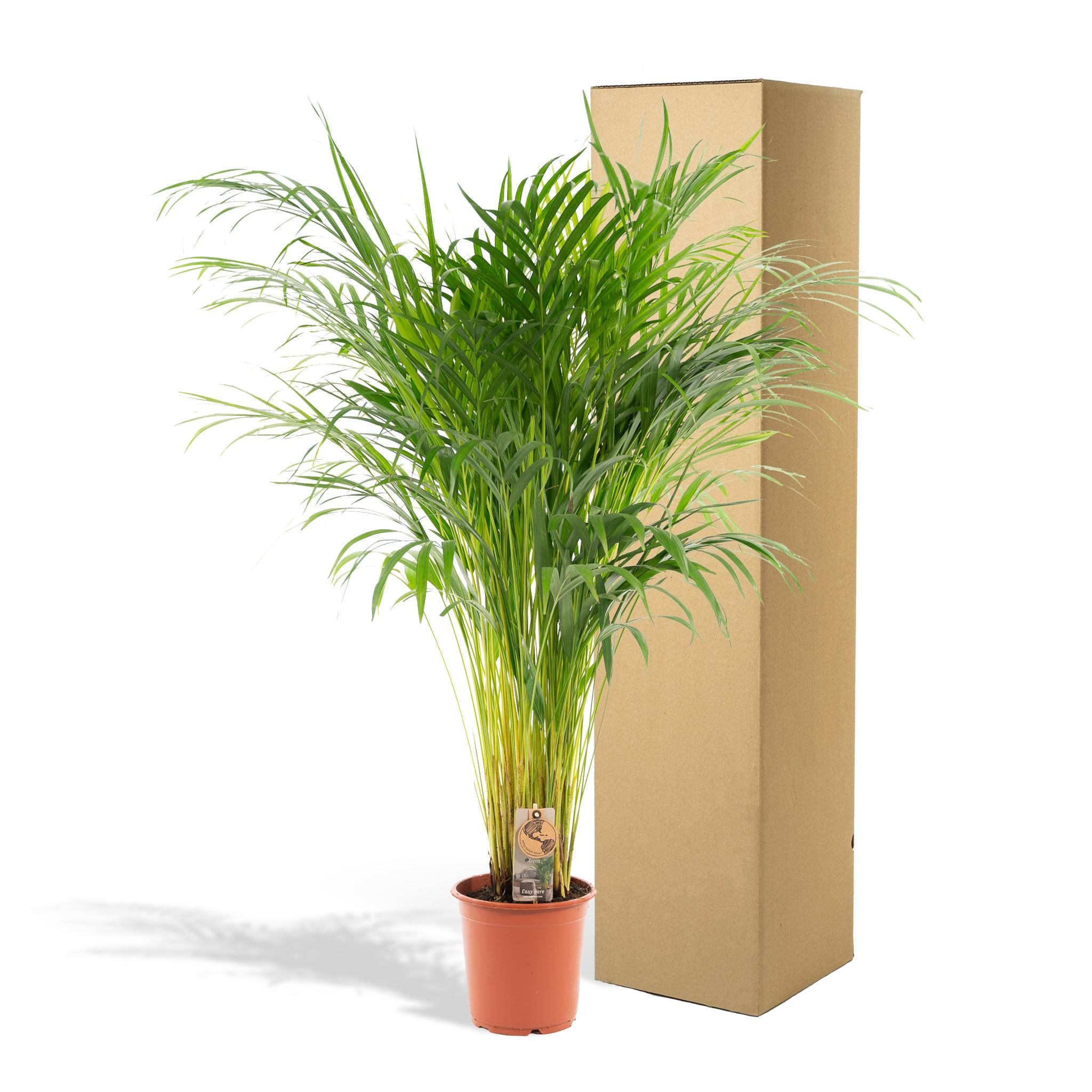 Areca palm - 110 cm - Ø21 cm | Dypsis Lutescens