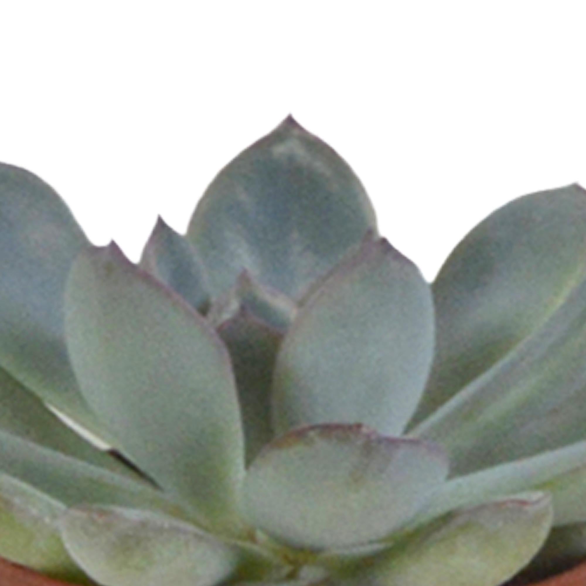 Vetplanten mix - 5x - 8 cm - Ø6 cm - in Witte Potjes | Succulent