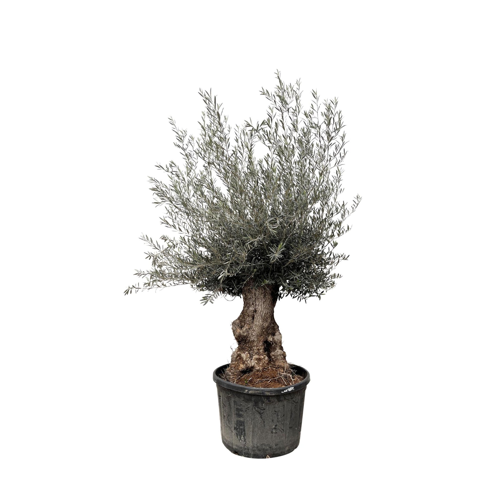 Olea Europaea Bonsai – 225 cm – Ø80 – Een mediterrane eyecatcher