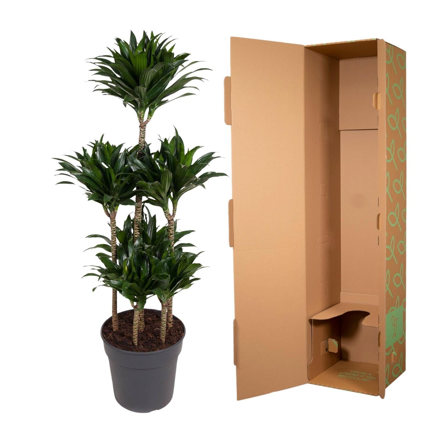 Dracaena Compacta Carrousel - 130 cm - ø31 cm | Dracaena - Kamerplanten