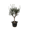 Olea Europaea Cultivo - 200cm- Ø45 - Een mediterrane aanwinst