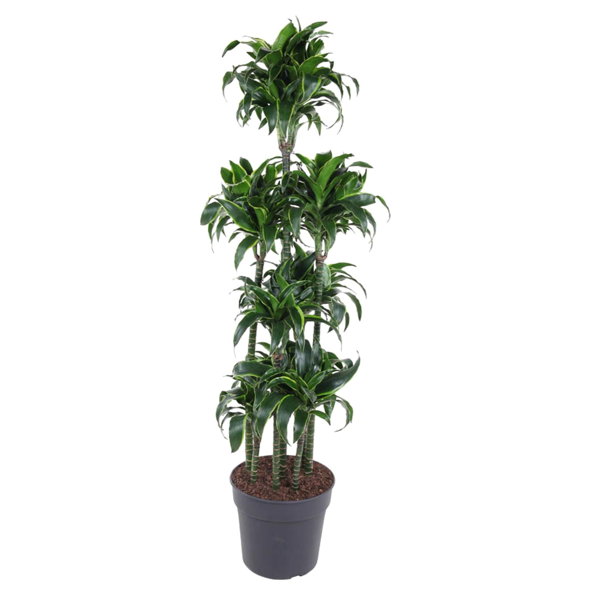 Dracaena Dorado Carrousel - 170 cm - ø34 cm | Dracaena - Grote kamerplant