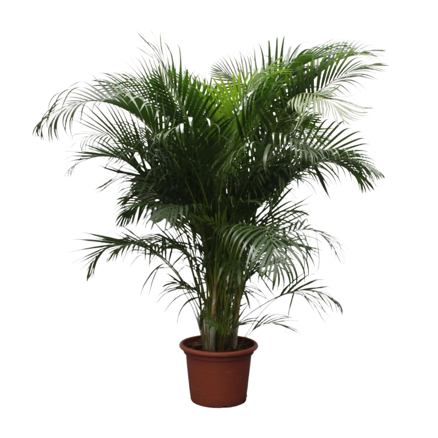 Dypsis Lutescens (Areca Palm) - 200 en 230 cm - Grote Kamerplanten