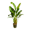 Strelitzia Augusta Multi Stam XXL - 250 cm - ø50 cm - Grote kamerplant