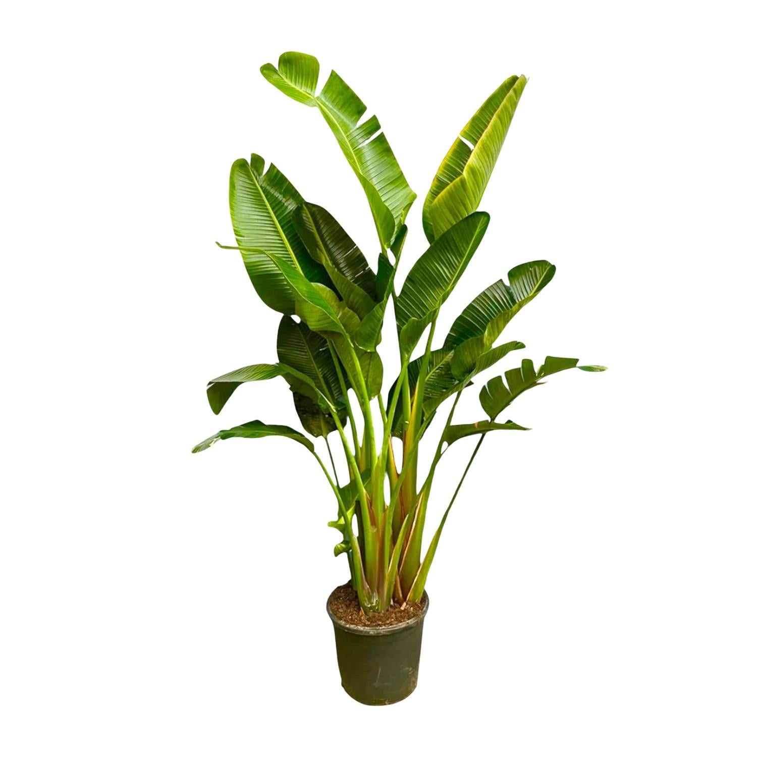 Strelitzia Augusta Multi Stam XXL - 250 cm - ø50 cm - Grote kamerplant