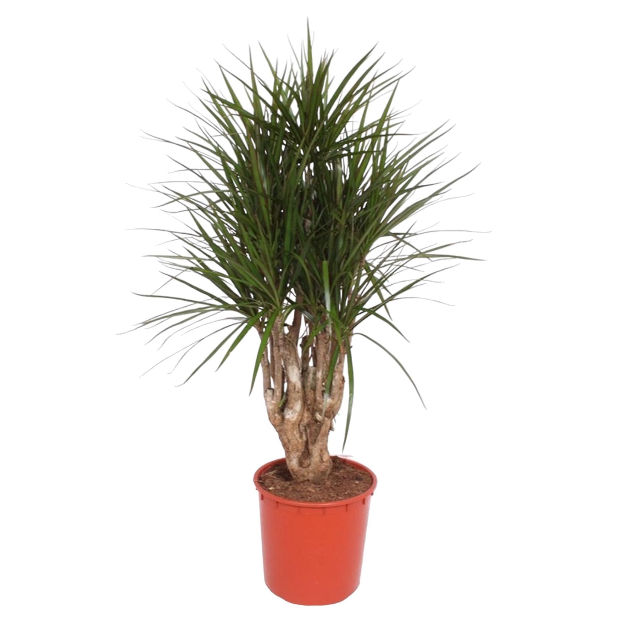 Dracaena Marginata vertakt - 140 cm of 160 cm - ø34 cm | Dracaena - Kamerplanten