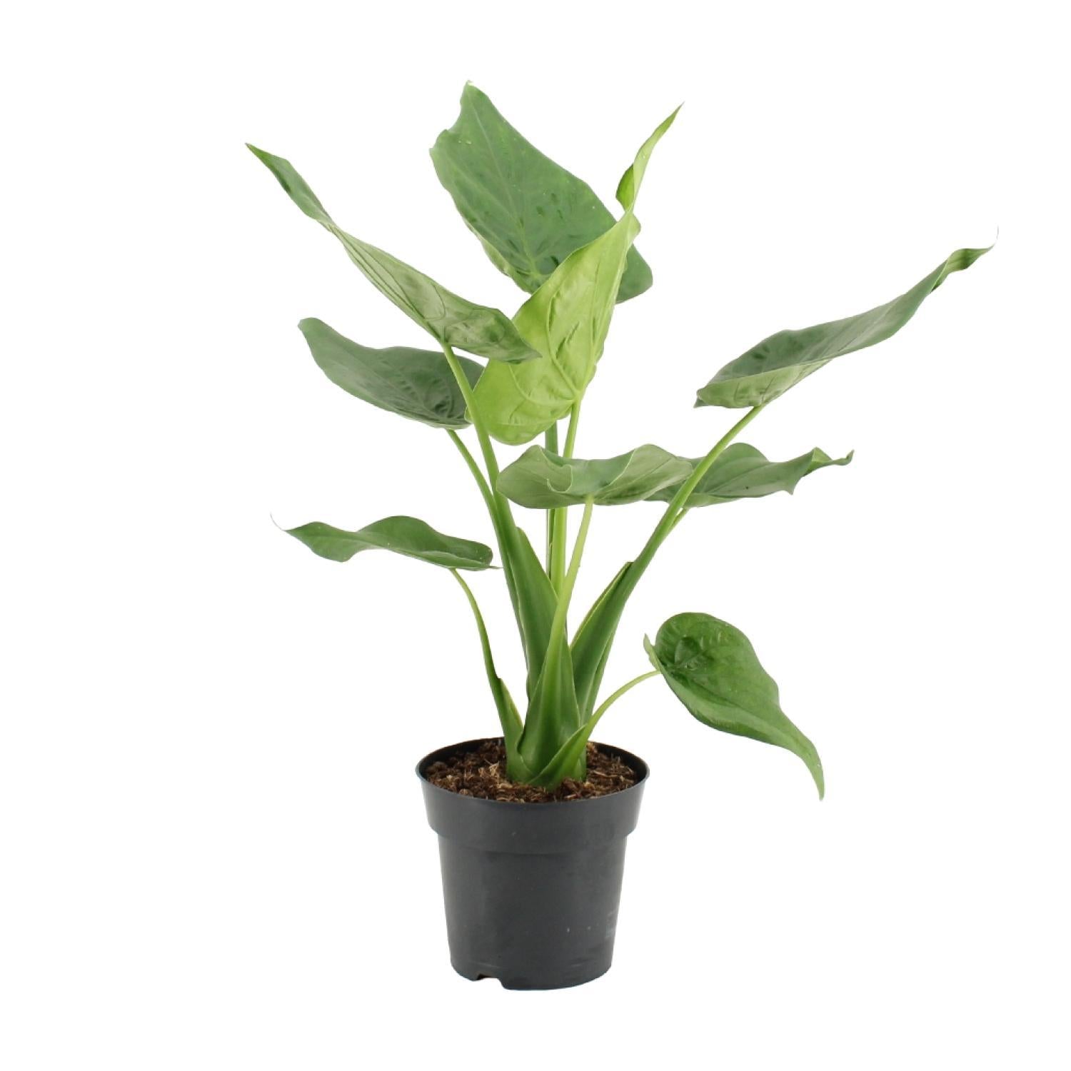 Alocasia Cucullata - 55 cm - Ø17 cm | Alocasia - Olifantsoor