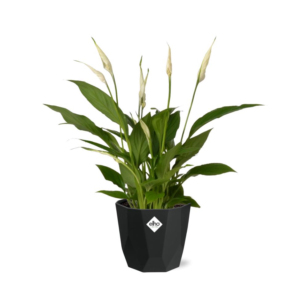 Spathiphyllum Torelli - 30 cm - Ø14 cm in Elho pot b.for rock | Lepelplant