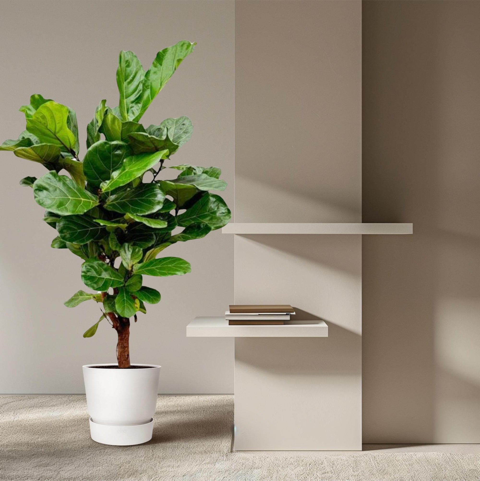 Ficus Lyrata vertakt - 150 cm - ø24 cm | Ficus - Kamerplant